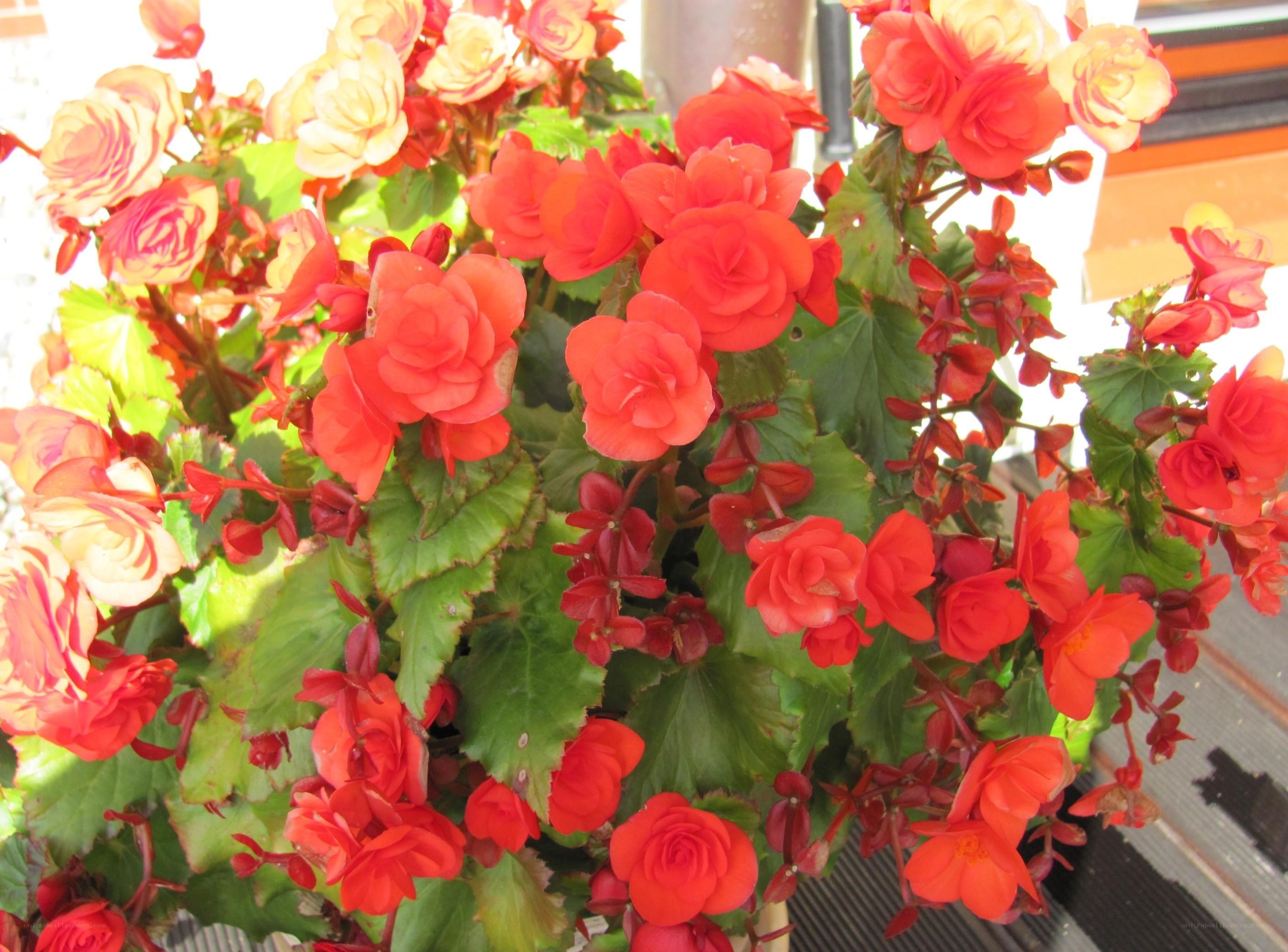 Begonia flowers in bloom