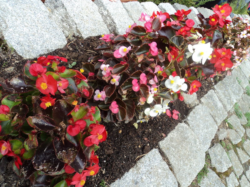 Begonia Flowers in Garden