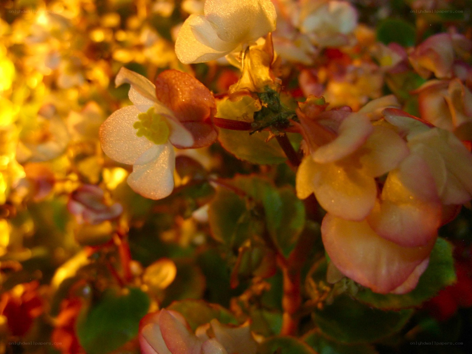Begonia flowers in golden light
