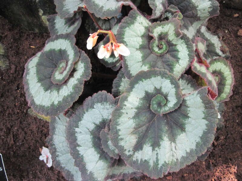 Begonia Plant with Patterned Leaves