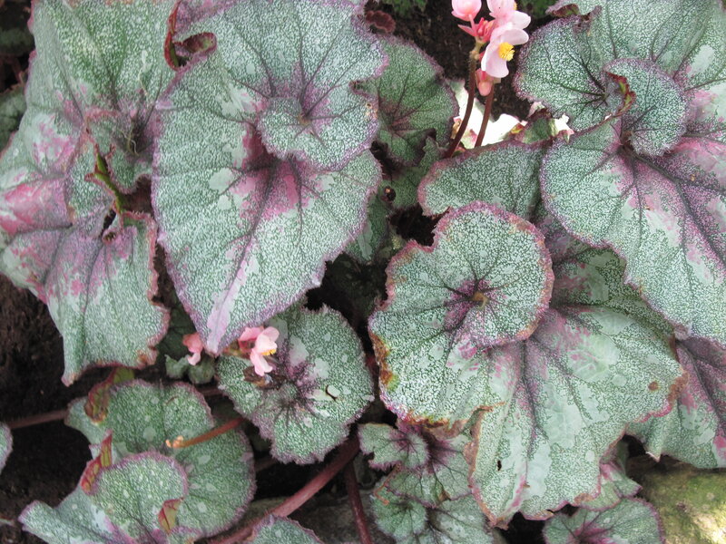 Begonia Plant with Pink Flowers