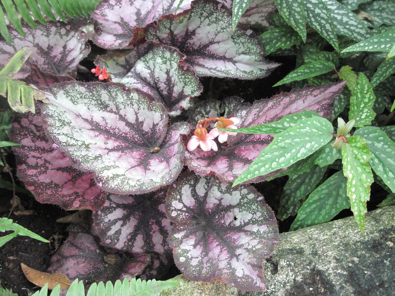 Begonia Plant with Pink Leaves