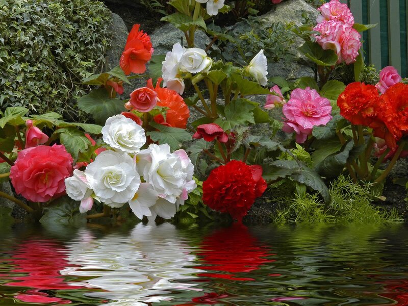 Begonias by Water — Red