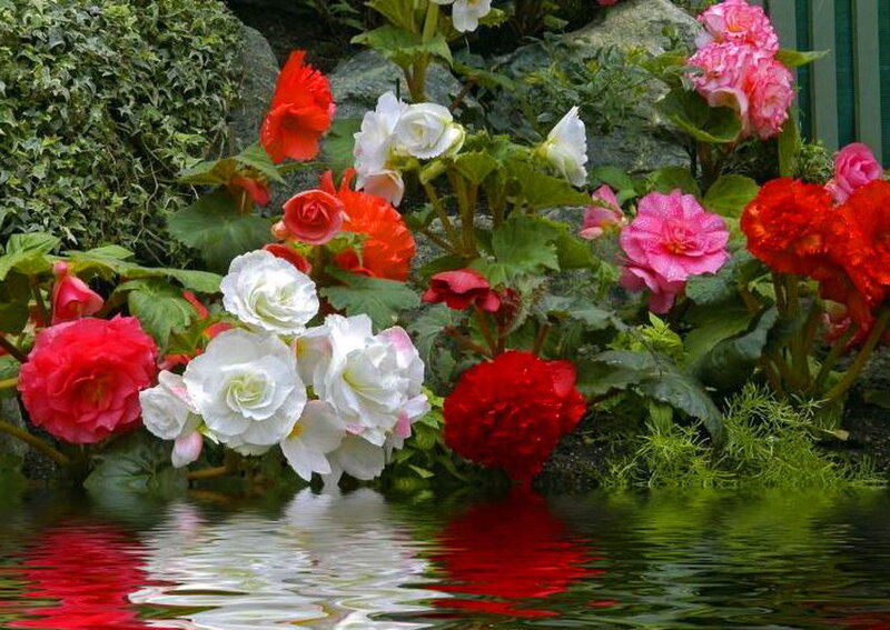 Begonias by Water