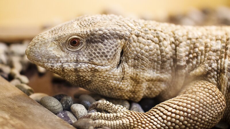 Beige Lizard on Rocks