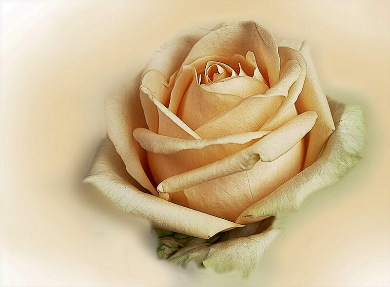 Beige Rose Flower