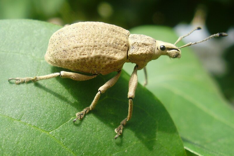 Beige Weevil on Leaf