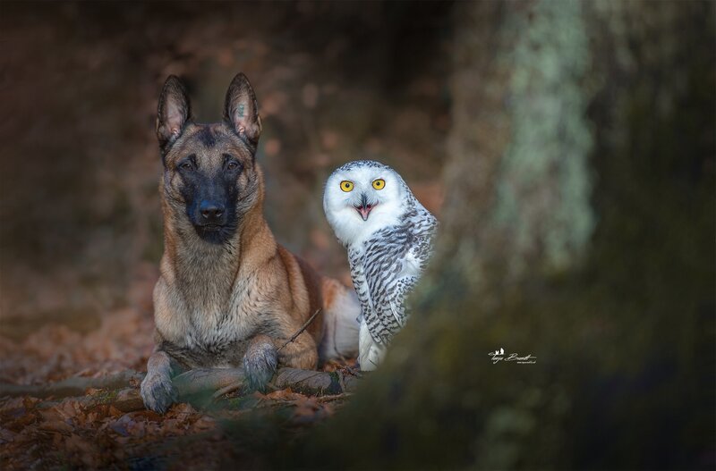 Belgian Malinois and Owl