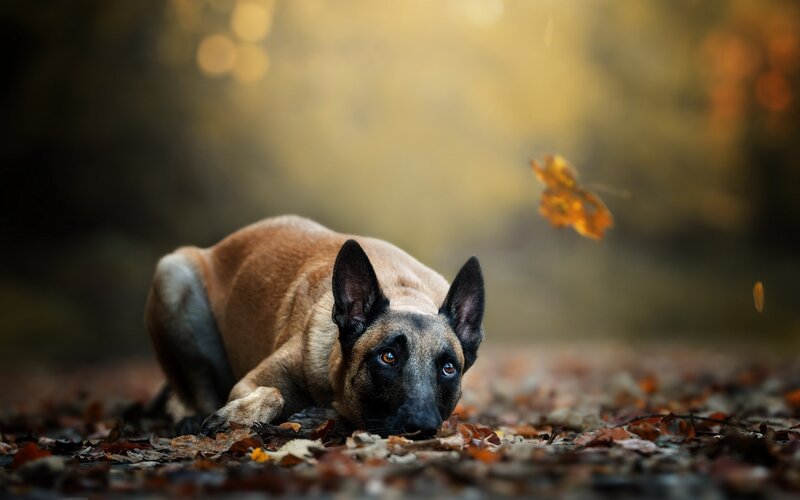 Belgian Malinois Dog — Brown, Calm, Autumn