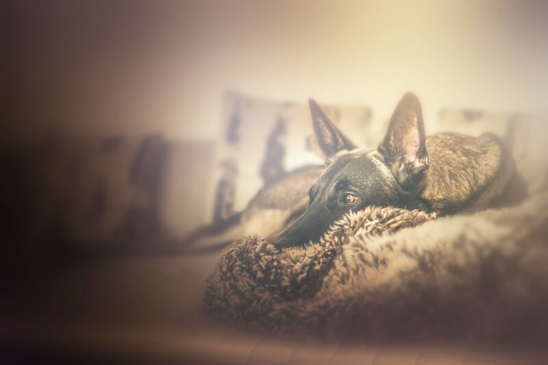 Belgian Malinois Dog — Brown, Calm, Photograph