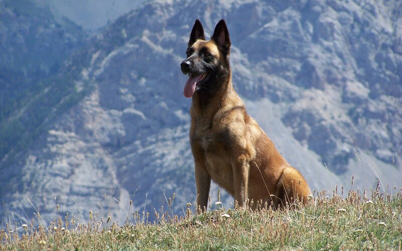 Belgian Malinois Dog — Brown, Calm