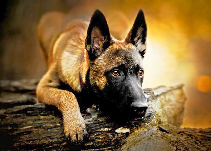 Belgian Malinois Dog — Brown, Dramatic