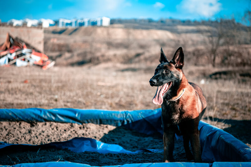 Belgian Malinois Dog — Brown, Outdoor