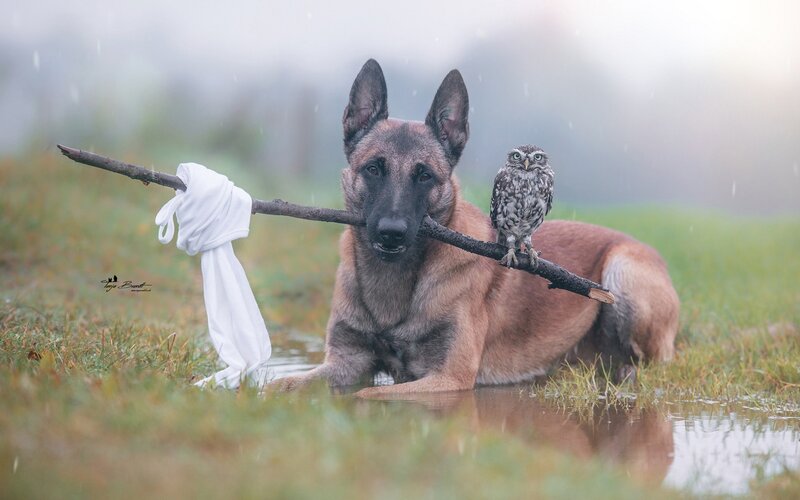 Belgian Malinois Dog — Brown, Serene