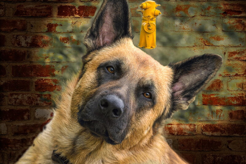 Belgian Malinois Dog — Brown, Serious