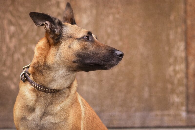 Belgian Malinois Dog — Brown