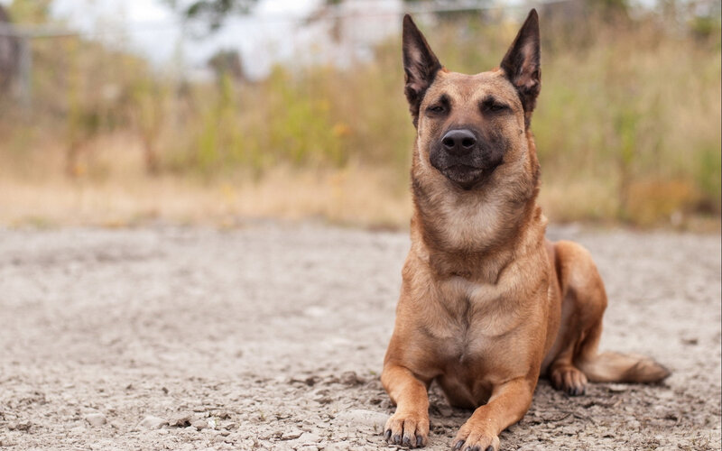Belgian Malinois Dog