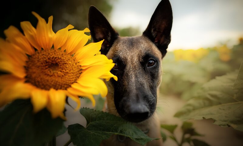 Belgian Malinois Dog — Yellow