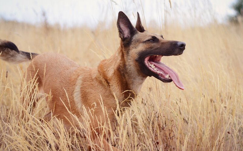 Belgian Malinois in Field