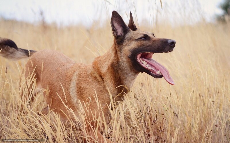Belgian Malinois in Grass