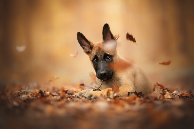 Belgian Malinois Puppy — Brown, Calm
