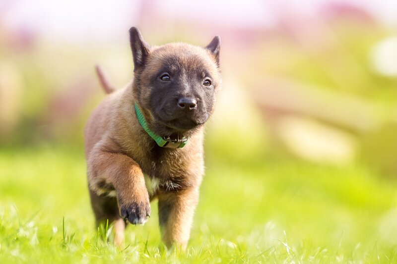 Belgian Malinois Puppy — Brown