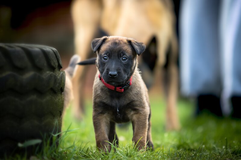 Belgian Malinois Puppy