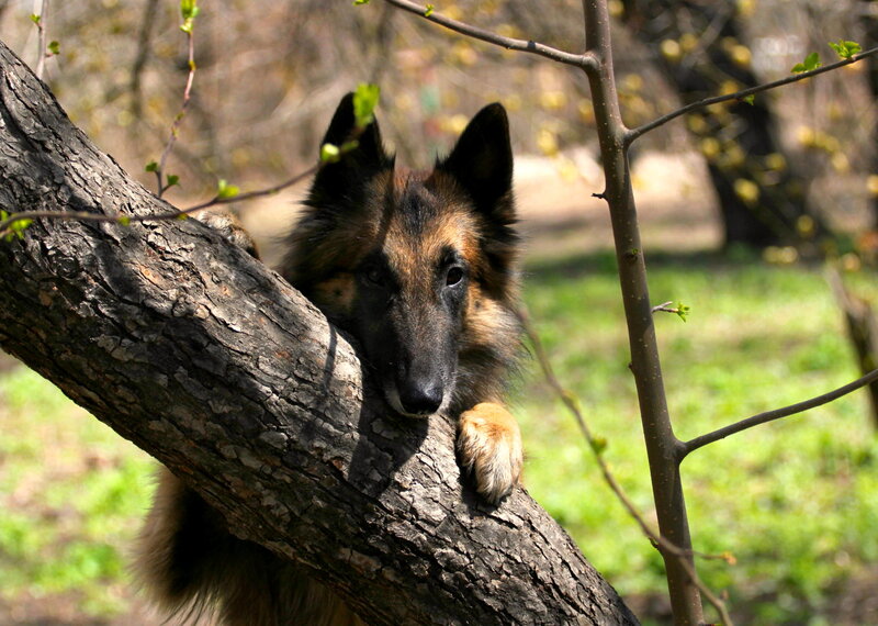 Belgian Shepherd Dog — Brown, Calm, Spring