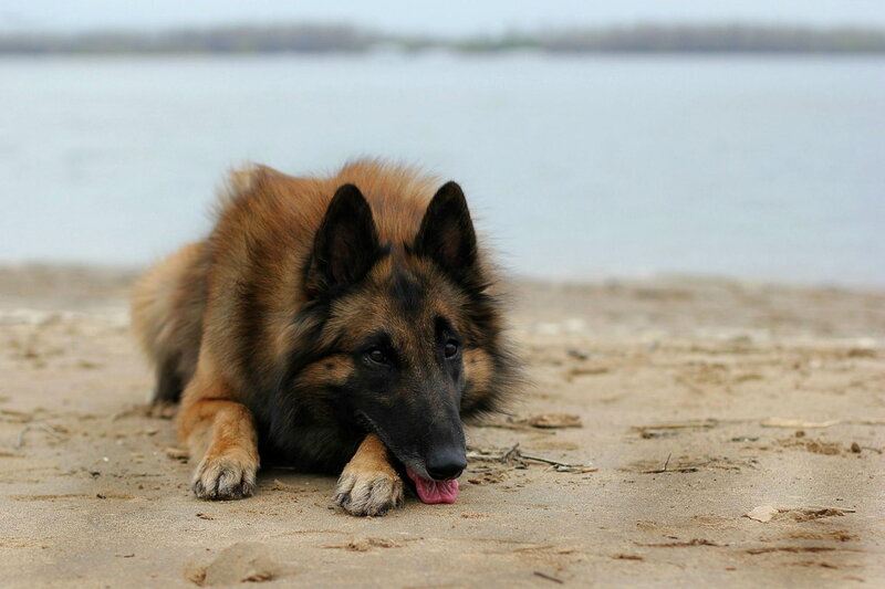 Belgian Shepherd Dog — Brown, Calm