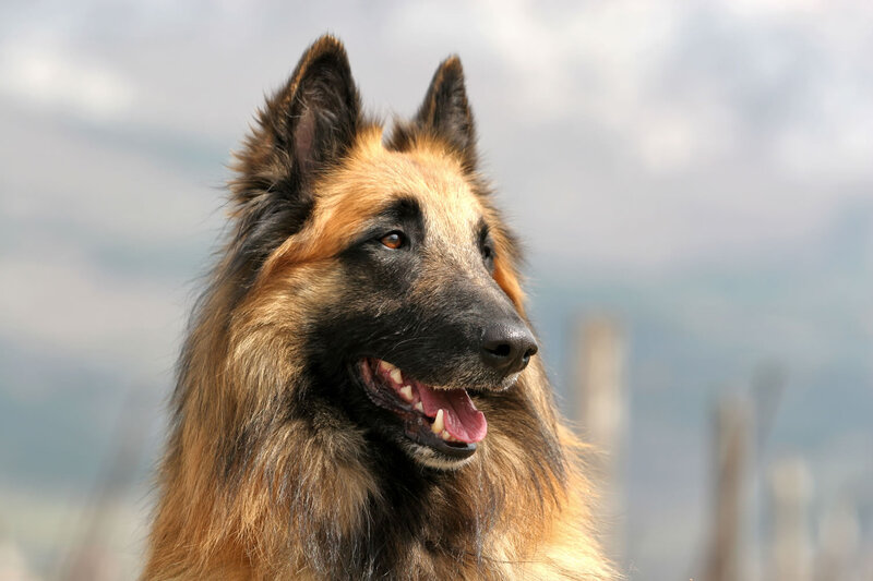 Belgian Shepherd Dog — Brown