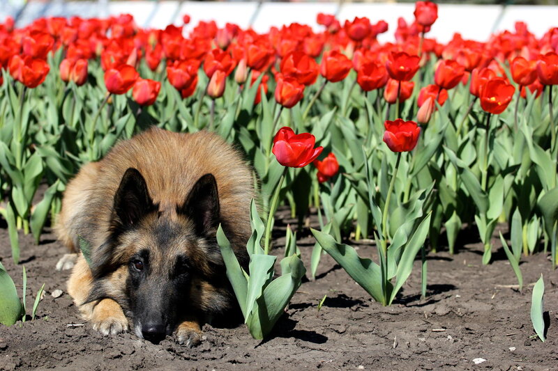 Belgian Shepherd Dog — Red
