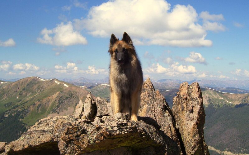 Belgian Shepherd Dog