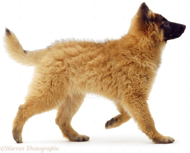 Belgian Shepherd Puppy