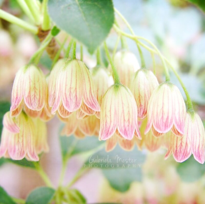 Bell-shaped Flowers Hanging