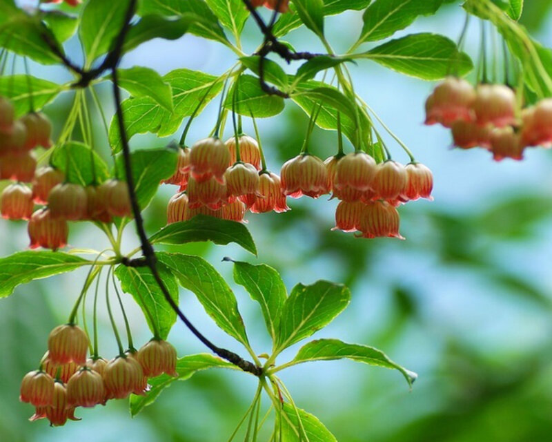 Bell-shaped Flowers on Branch — Green
