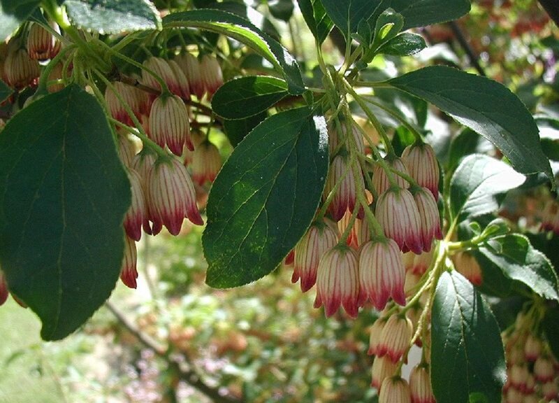 Bell-shaped Flowers on Branch
