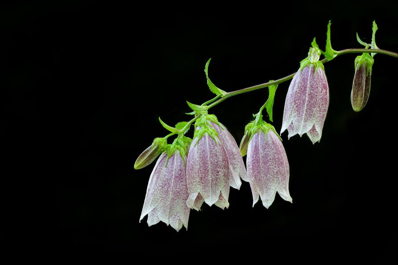 Bell-shaped Flowers on Stem