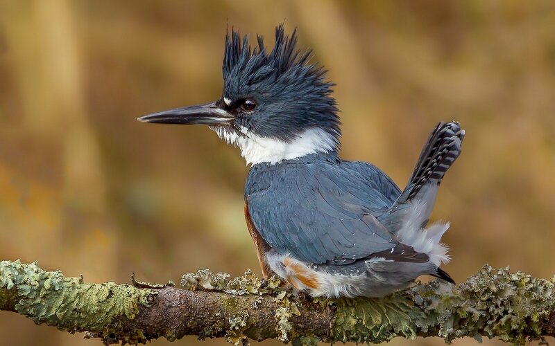 Belted Kingfisher Bird — Blue