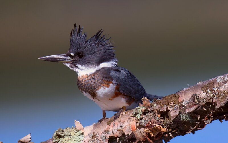 Belted Kingfisher Bird