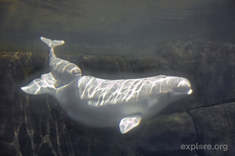 Beluga Whale and Calf