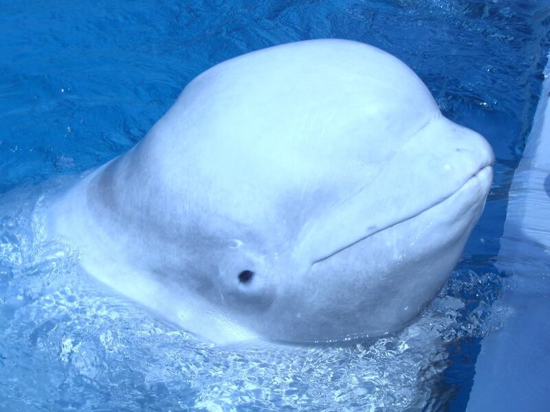 beluga whale in blue water