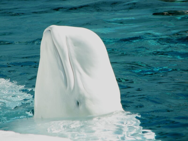 Beluga whale in blue water