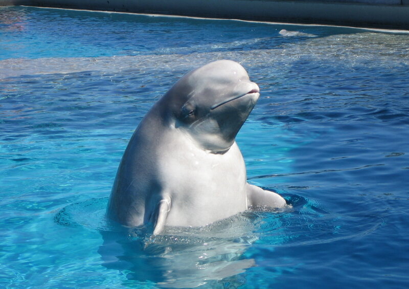 beluga whale in pool