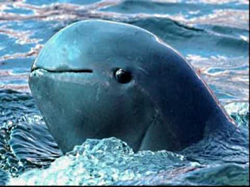 Beluga Whale in Water — Blue