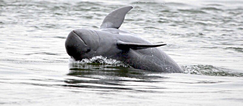 Beluga Whale in Water — Gray