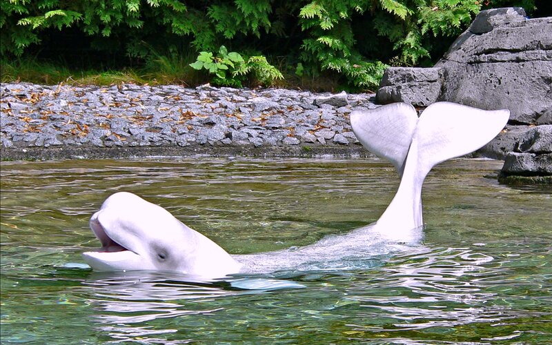 Beluga Whale in Water — White