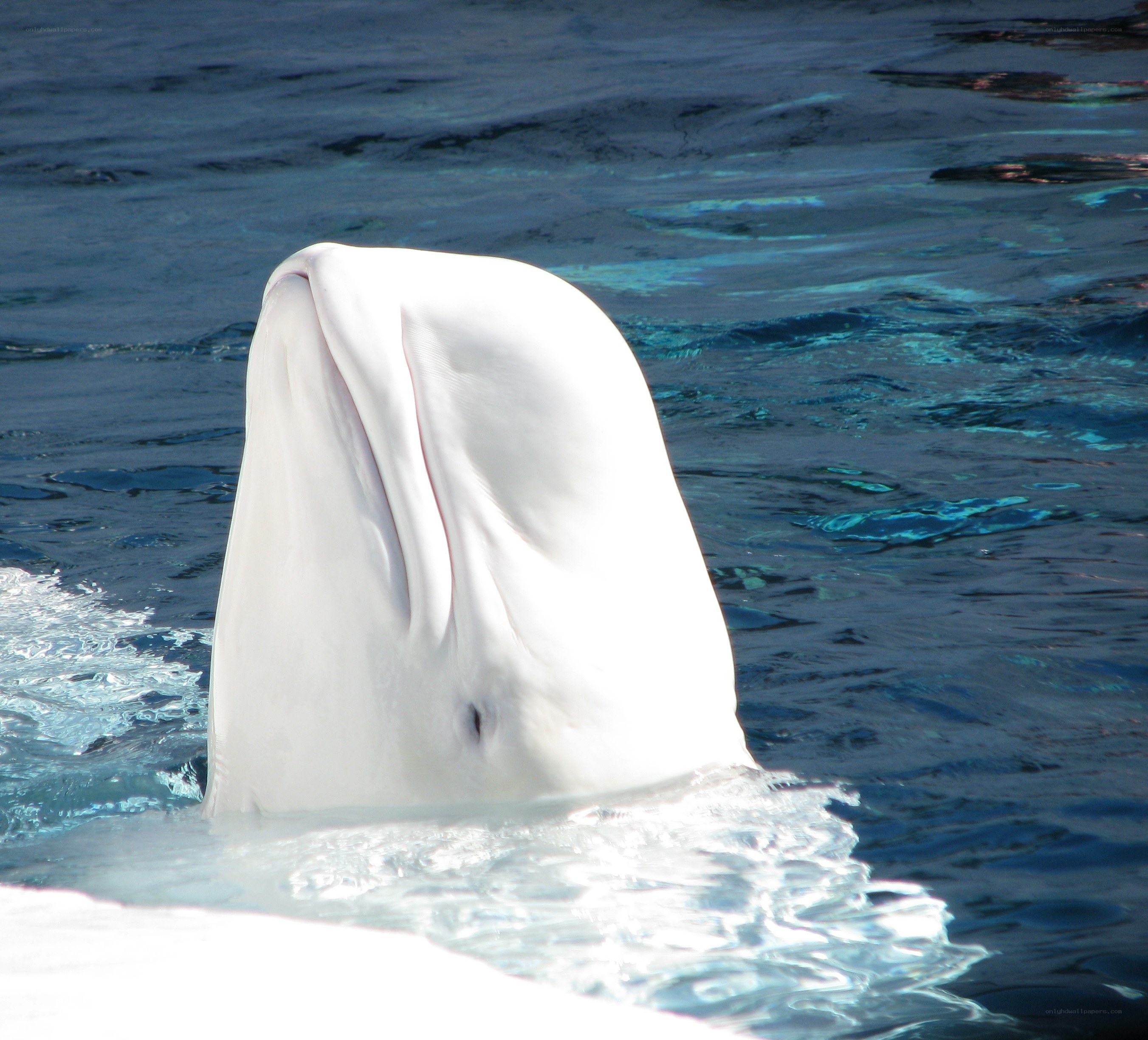beluga whale in water