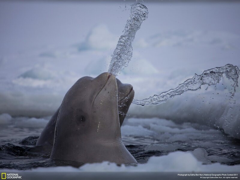 Beluga Whale Spouting