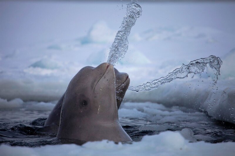 Beluga whale spouting water