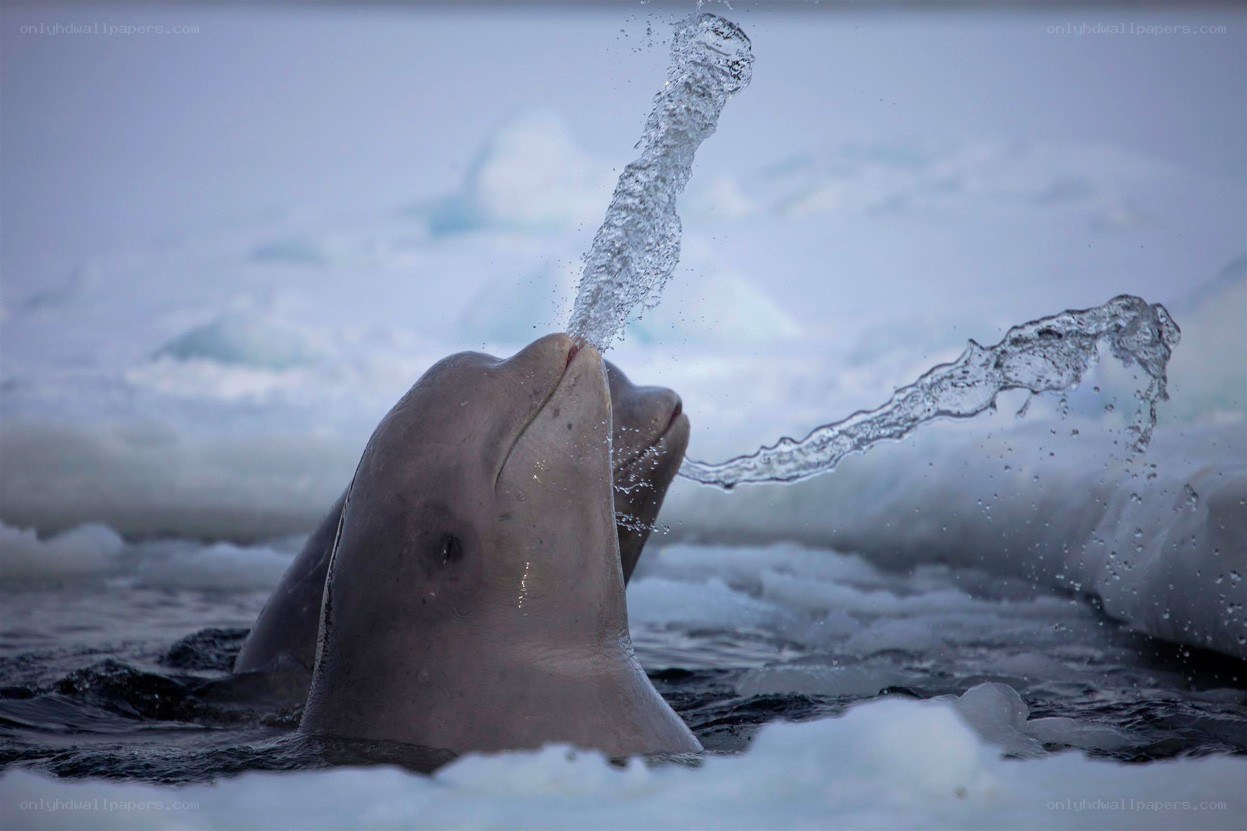 Beluga whale spouting water